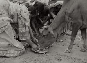 Women Feeding Cow
