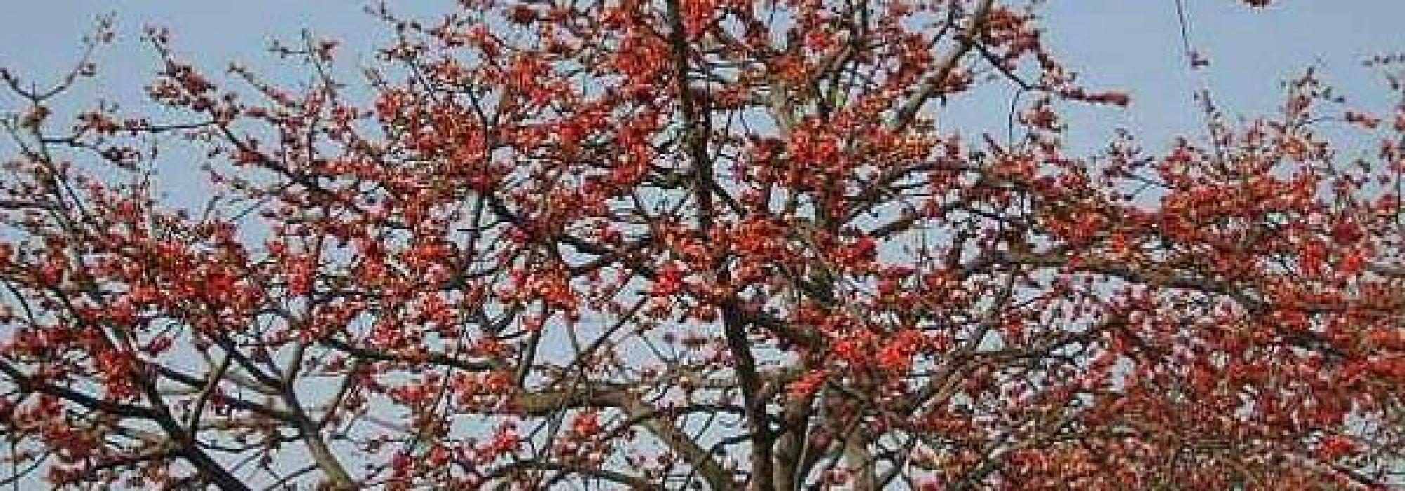 shalmali-tree