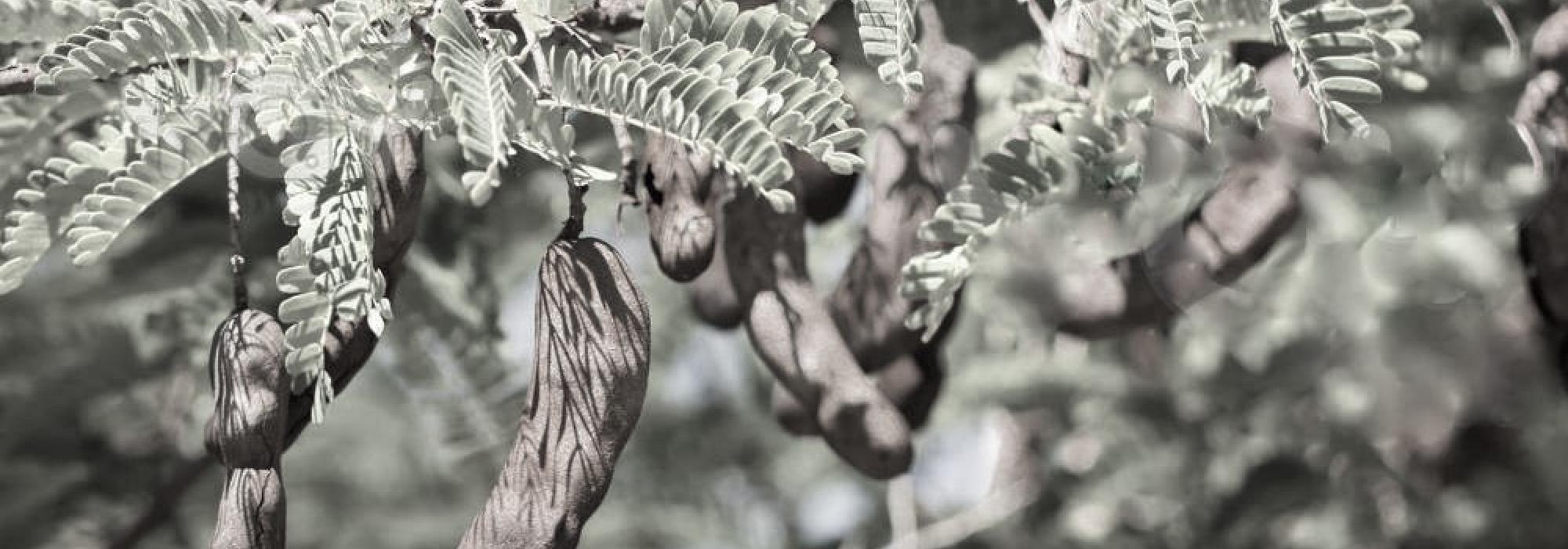 tamarind-tree tamarind-tree