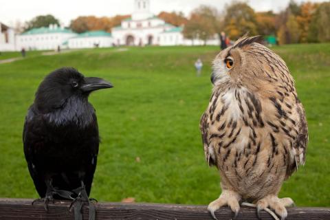 crow-and-owl