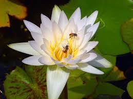 Lotus-bees