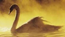 Golden Swan Golden Swan