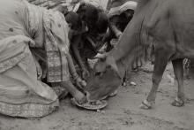 Women Feeding Cow