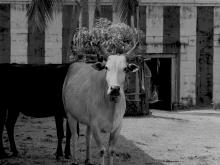 Cow Temple