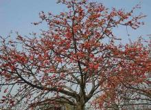 shalmali-tree shalmali-tree