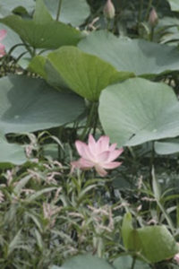 Lotus near Bagh caves